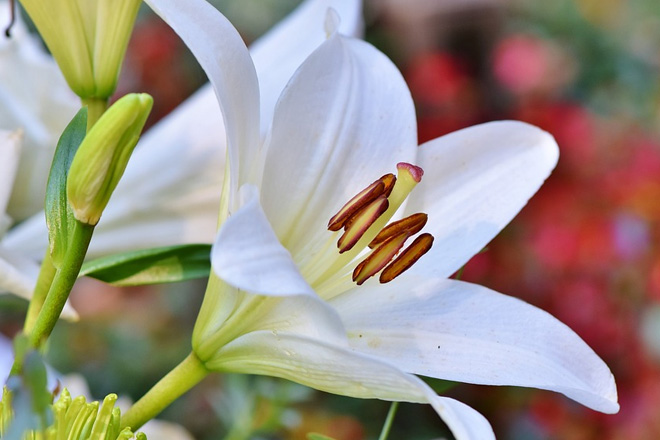 ความหมายของดอกลิลลี่ ความหมายของดอกลิลลี่